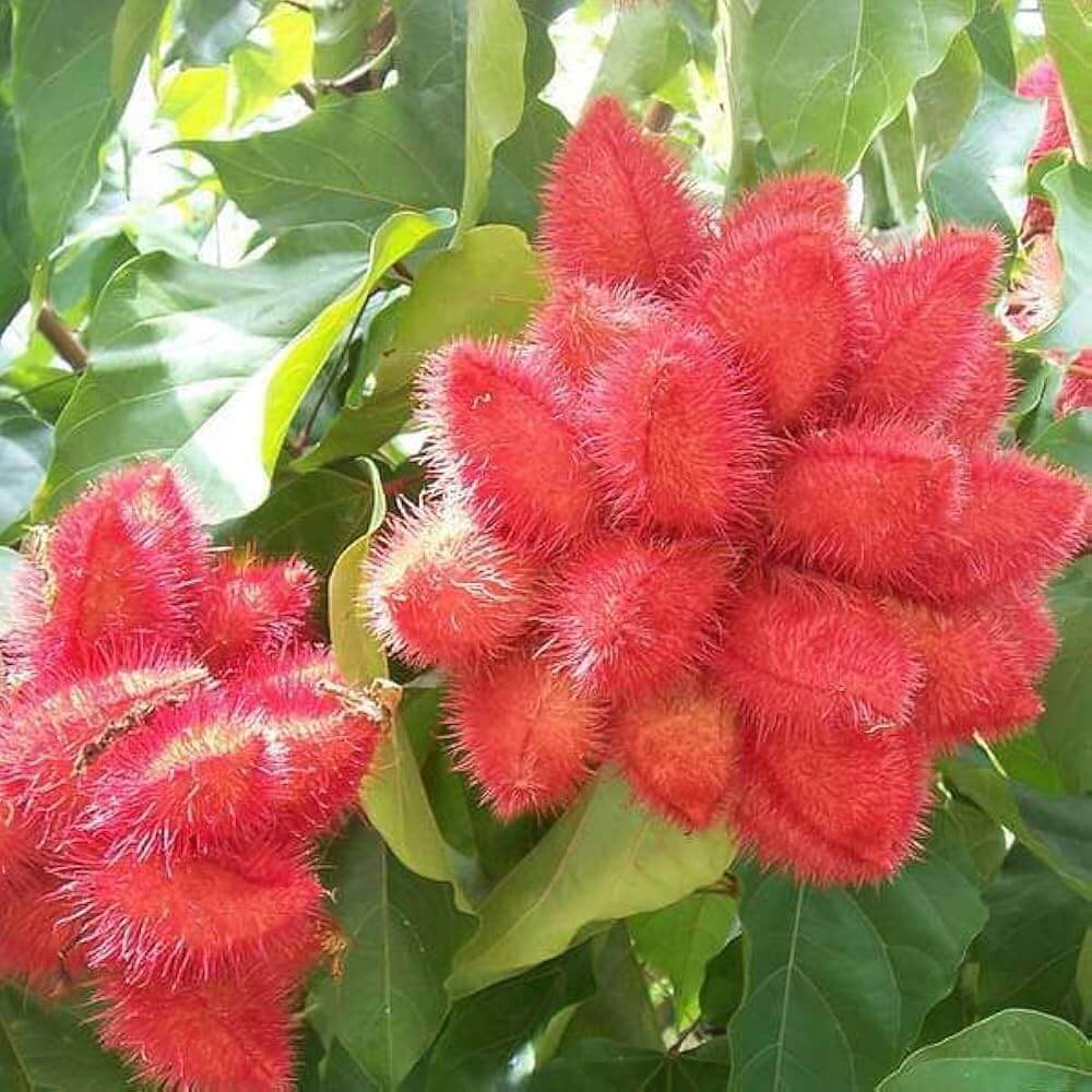 Annatto Seeds - Plant for Home Gardens