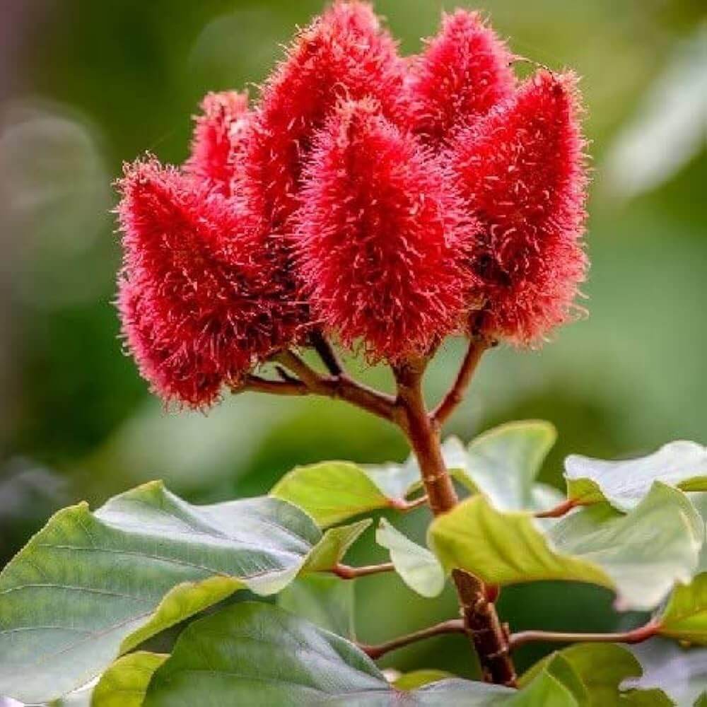 Annatto Tree Seeds - Herbal Plant