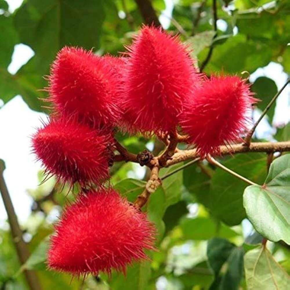 Annatto Tree Seeds - Herbal Plant