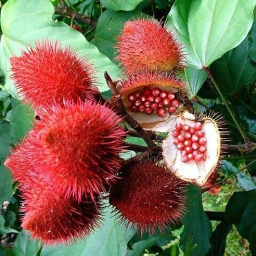 Annatto Tree Seeds - Herbal Plant