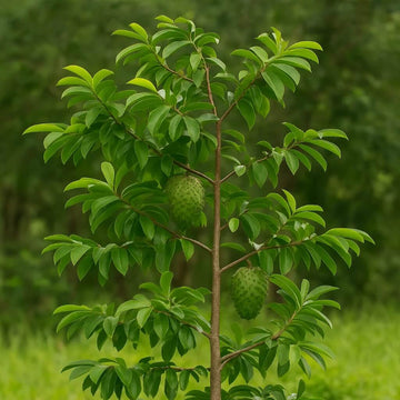 Annona Muricata Seeds - Fruit Plant