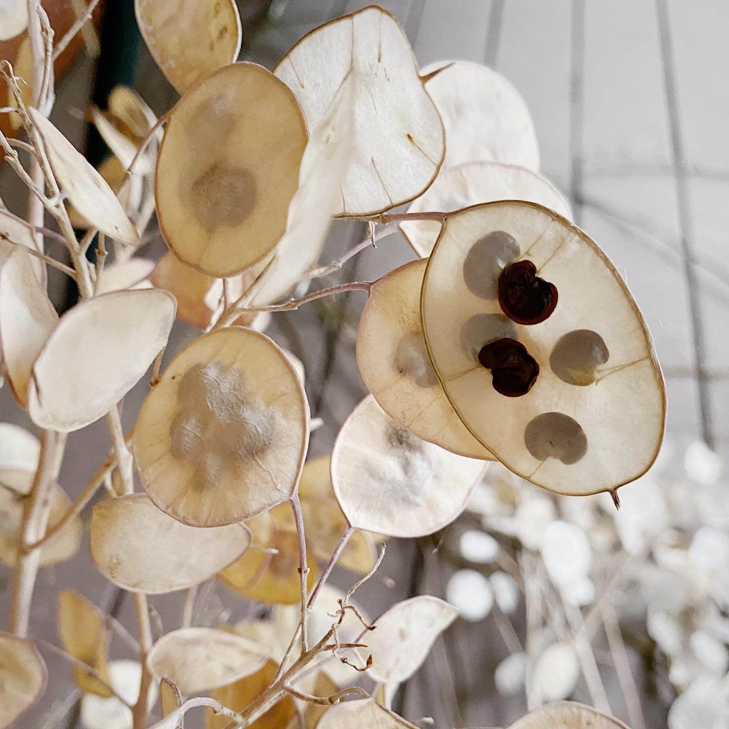 Annual Honesty Lunaria Seeds 