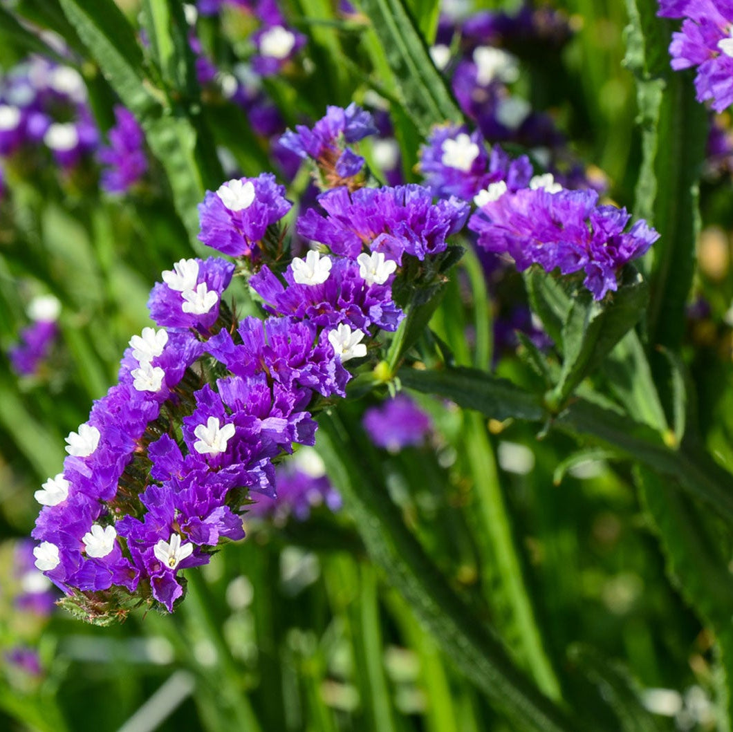 Annual Statice Seeds