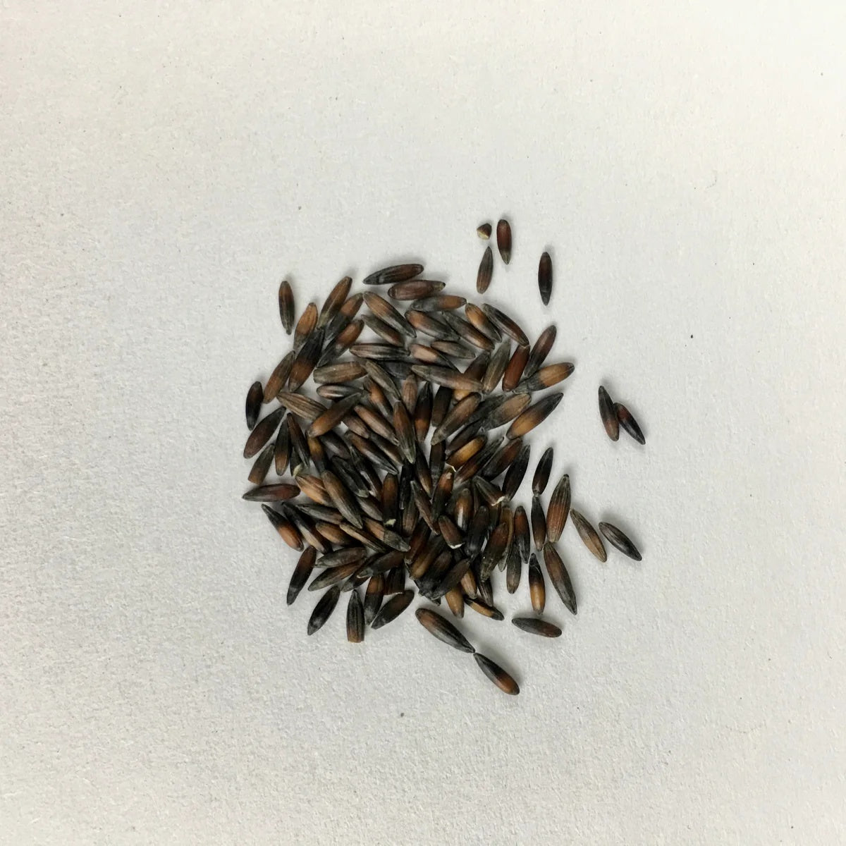 Annual Statice Seeds