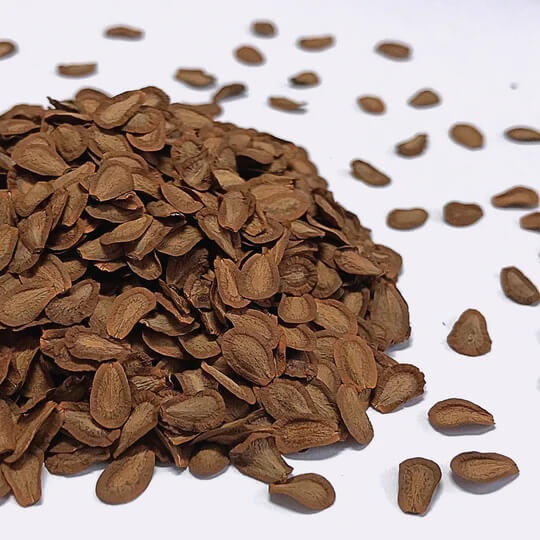 Antelope Horns Asclepias Asperula Seeds