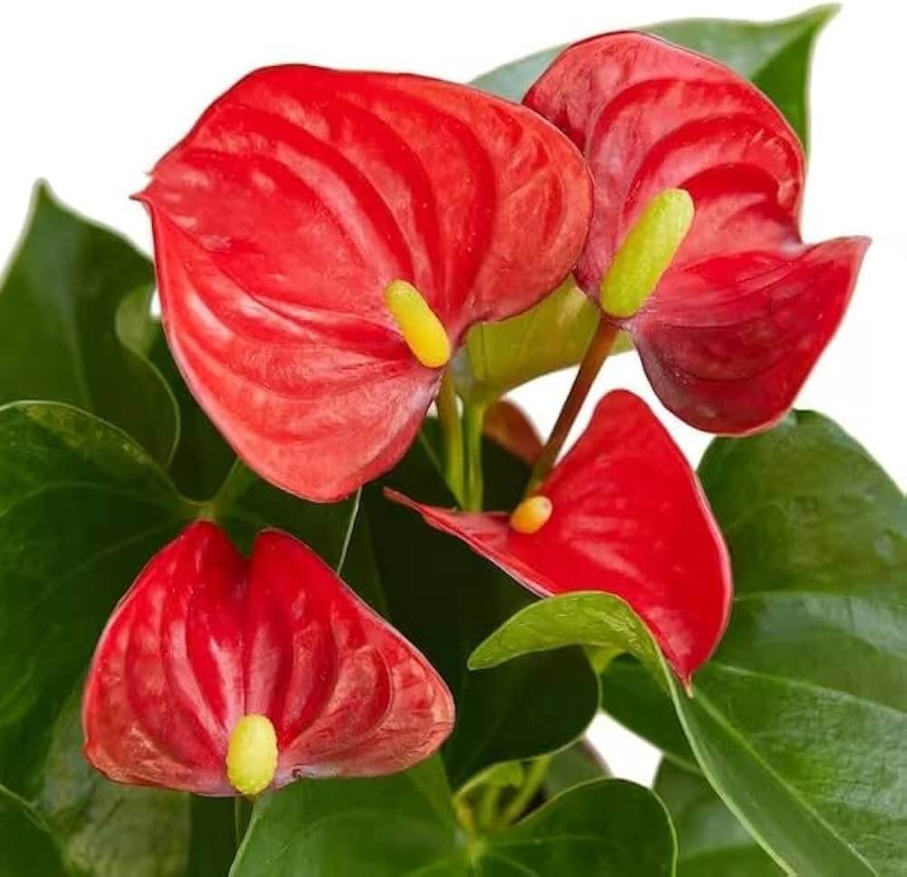 Anthurium Seeds – Andraeanum