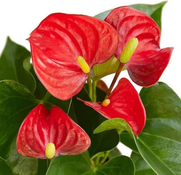 Anthurium Seeds – Andraeanum