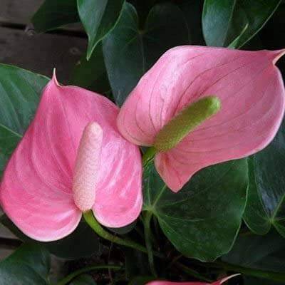 Anthurium Seeds – Andraeanum Heirloom