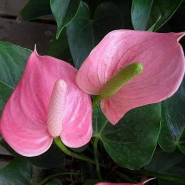 Anthurium Seeds – Andraeanum Heirloom