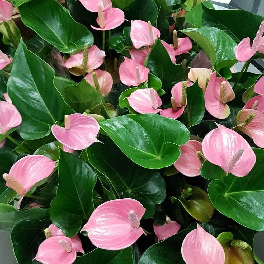 Anthurium Seeds – Andraeanum Heirloom