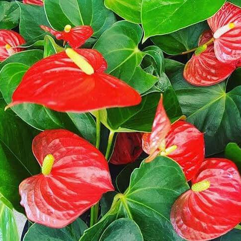 Anthurium Seeds – Andraeanum