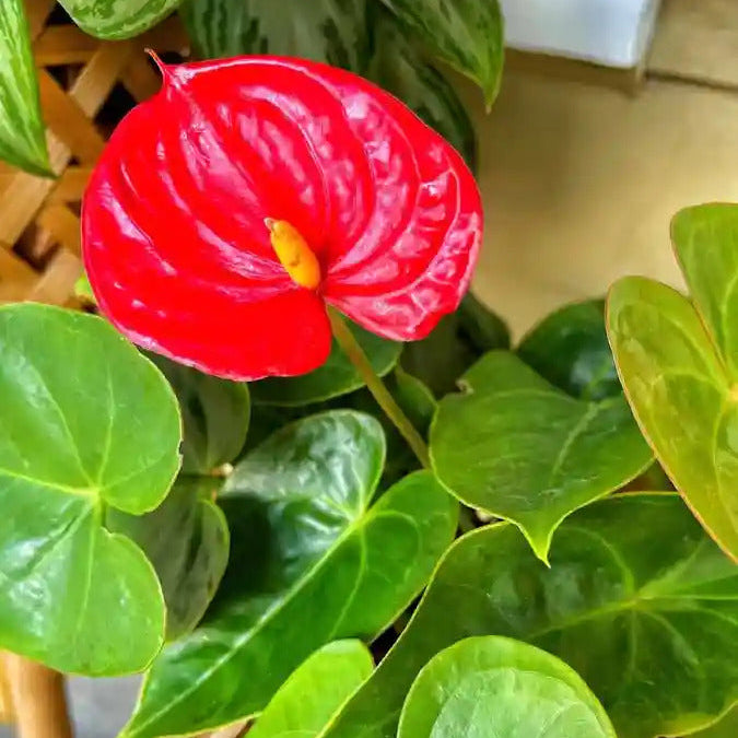 Anthurium Seeds – Exotic
