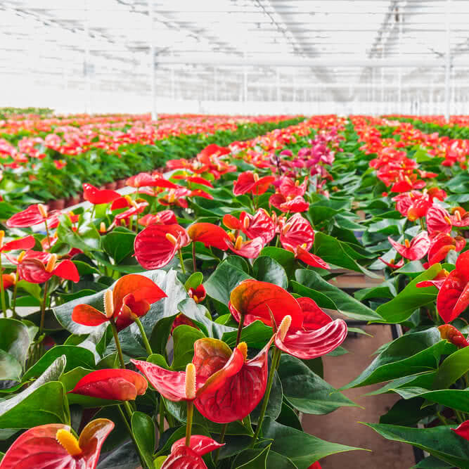 Anthurium Seeds – Exotic
