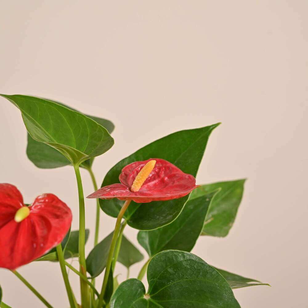Anthurium Seeds – Flamingo Flower, Perennial, Evergreen, Low Maintenance
