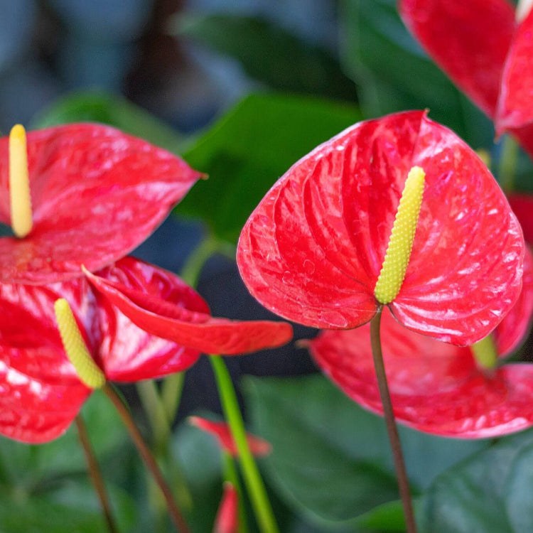 Anthurium Seeds – Flamingo Flower, Perennial, Evergreen, Low Maintenance
