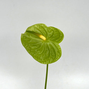 Anthurium Seeds – Light Green
