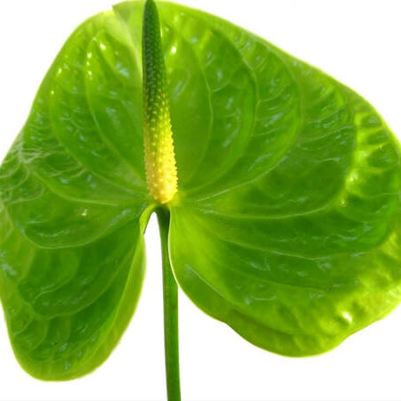 Anthurium Seeds – Light Green