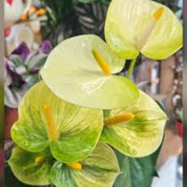 Anthurium Seeds – Light Yellow – Wildflower 