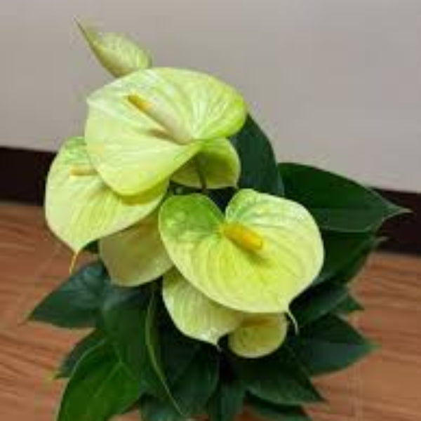 Anthurium Seeds – Light Yellow – Wildflower 