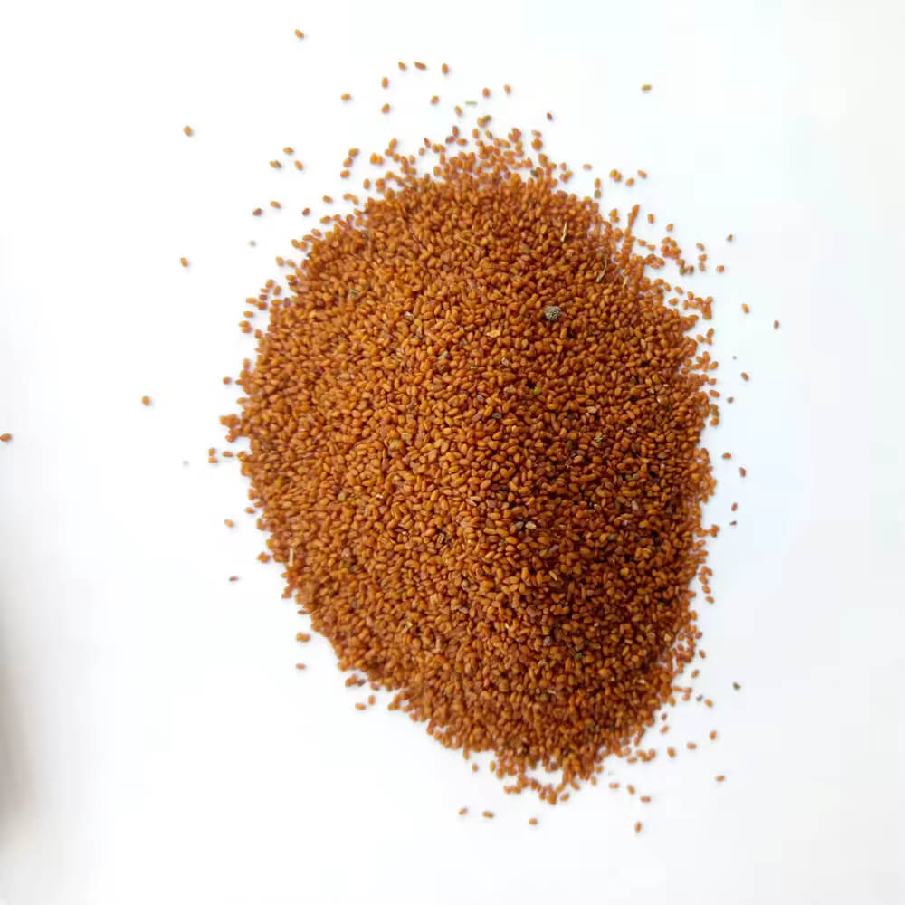 Anthurium Seeds 