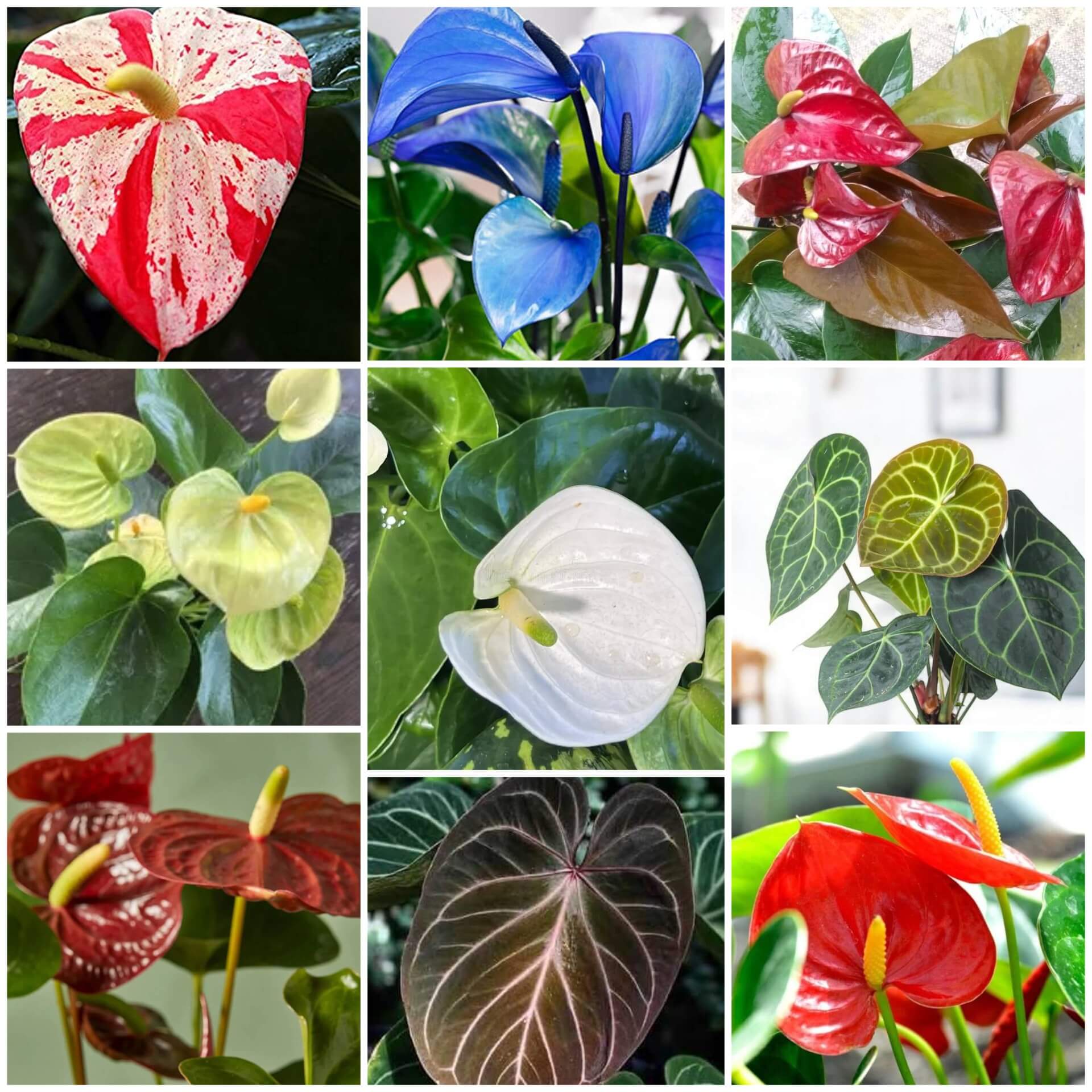 Anthurium Seeds - All In One For Home Gardens