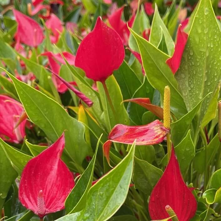 Anthurium Seeds - All In One For Home Gardens
