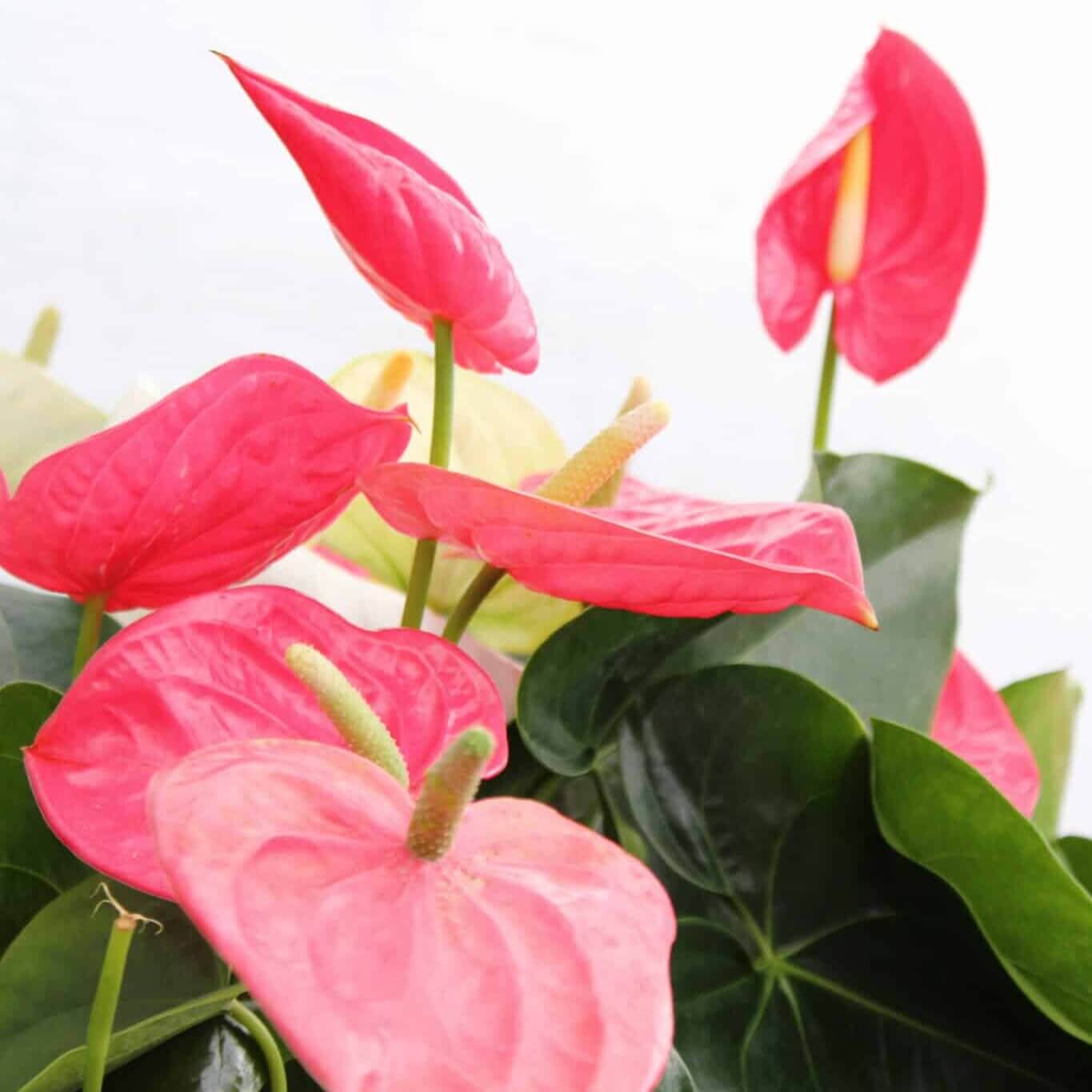 Anthurium Seeds - All In One For Home Gardens