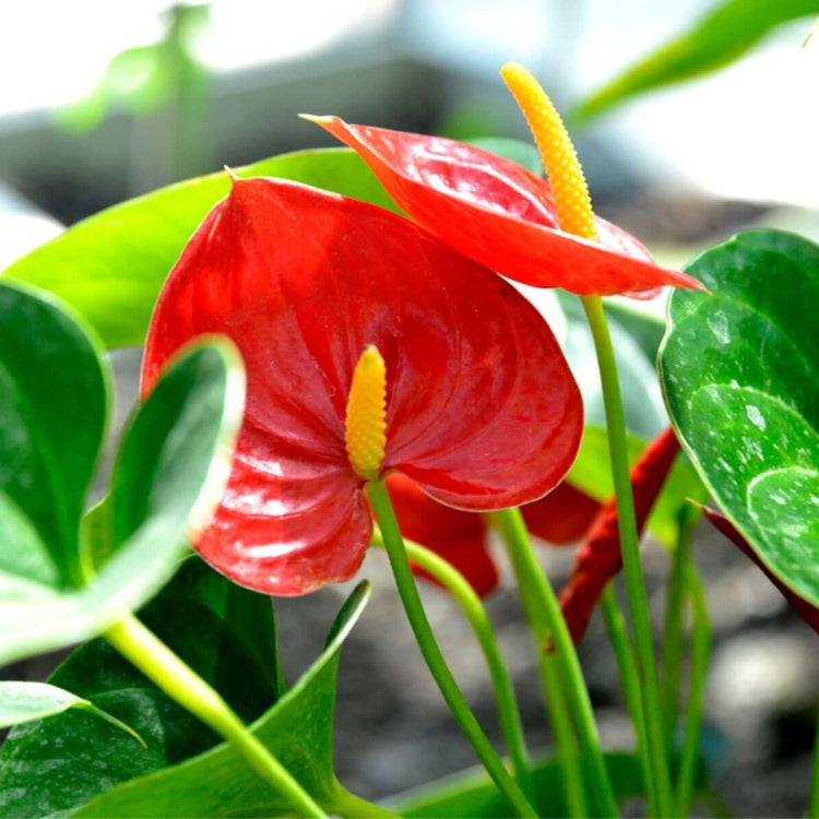 Anthurium Seeds - Flower Plant for Home Gardens
