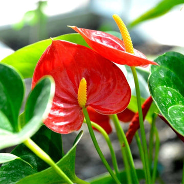 Anthurium Seeds - Flower Plant for Home Gardens
