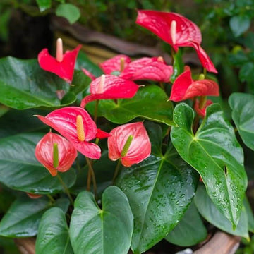Anthurium Seeds - Flower Plant for Home Gardens