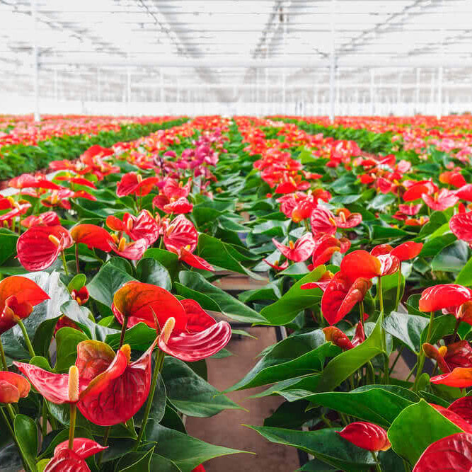 Anthurium Seeds - Flower Plant for Home Gardens