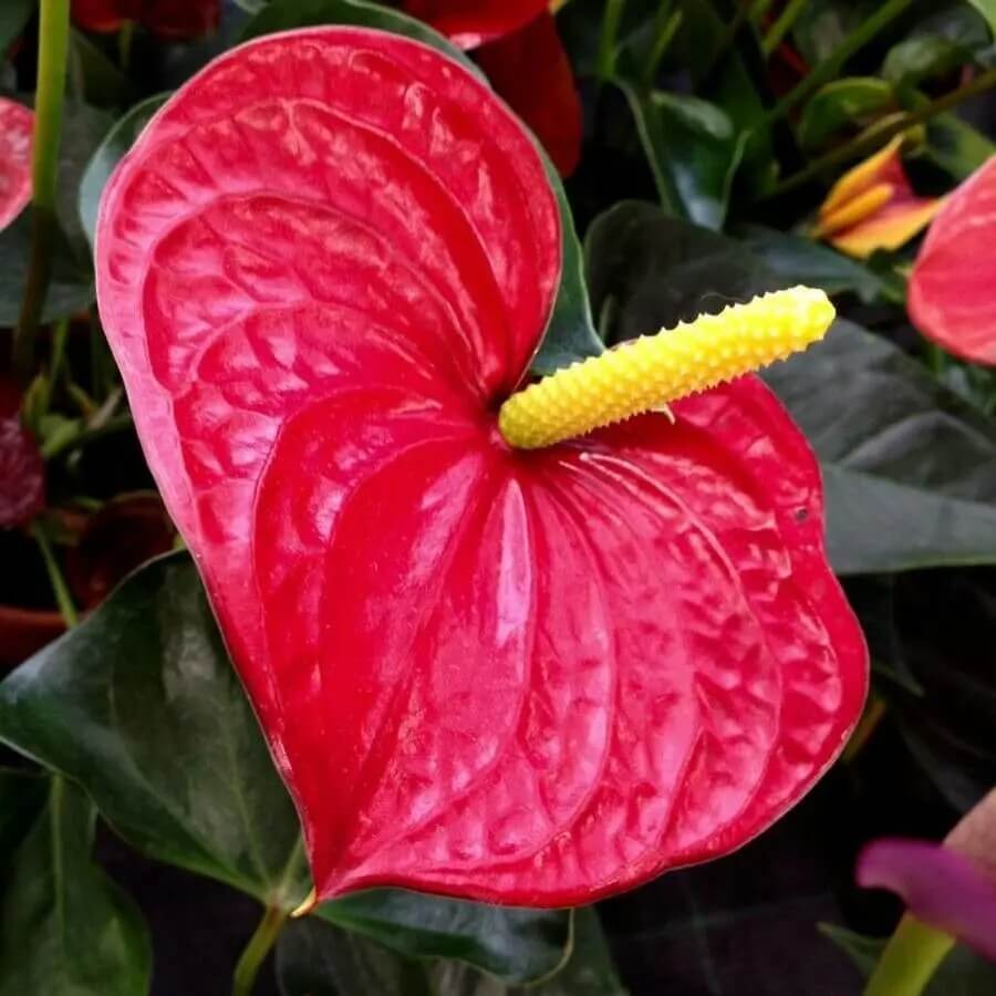 Anthurium Seeds – Andraeanum