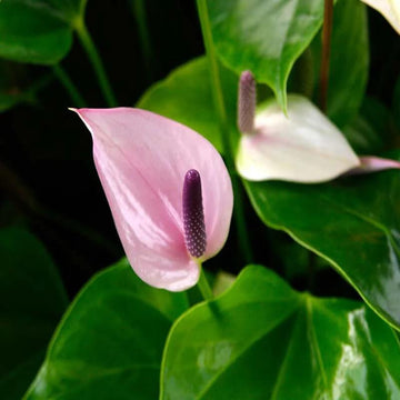Anthurium Seeds – Andraeanum Heirloom