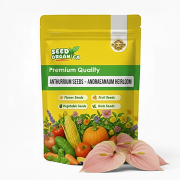 Anthurium Seeds – Andraeanum Heirloom

