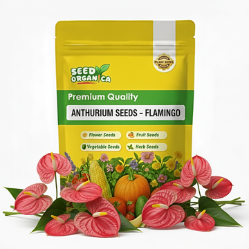 Anthurium Seeds – Flamingo
