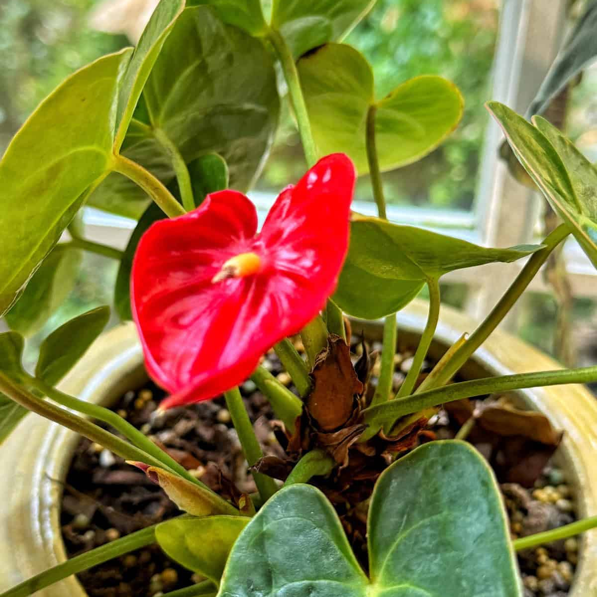 Anthurium Seeds – Flamingo Flower, Perennial, Evergreen, Low Maintenance
