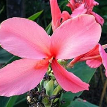 Anthurium Seeds – Soft Pink – Wildflower