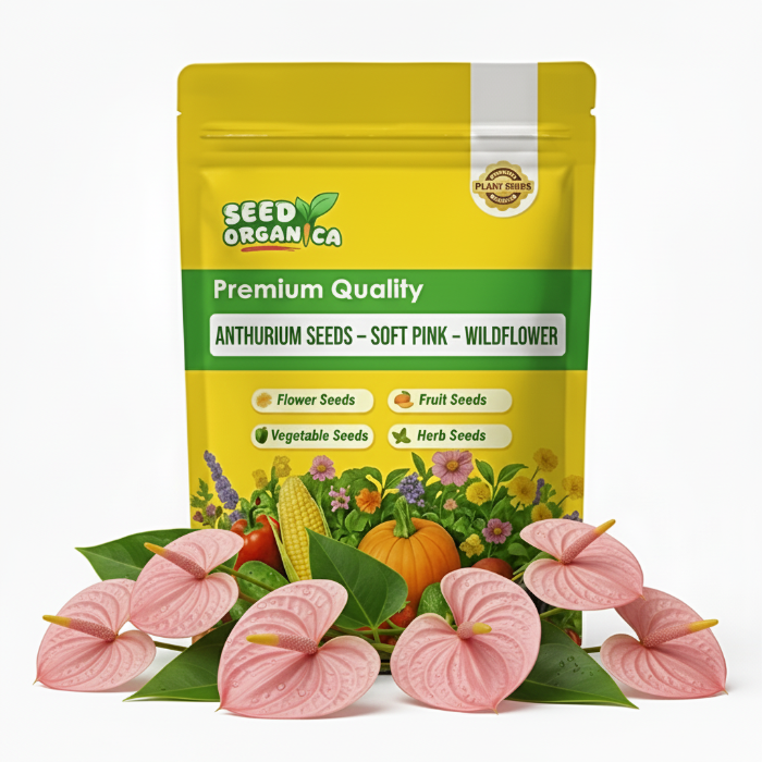 Anthurium Seeds – Soft Pink – Wildflower