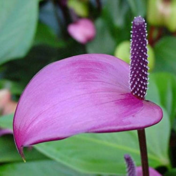 Anthurium Seeds – Violet