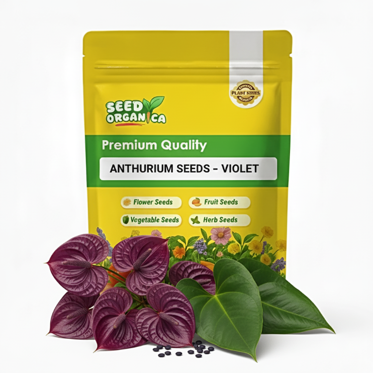 Anthurium Seeds – Violet