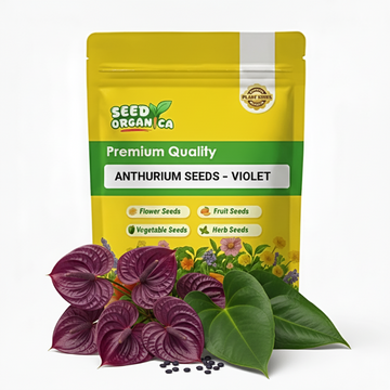 Anthurium Seeds – Violet