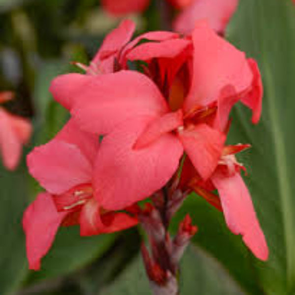 Anthurium Seeds – Soft Pink – Wildflower