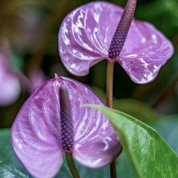 Anthurium Seeds – Violet