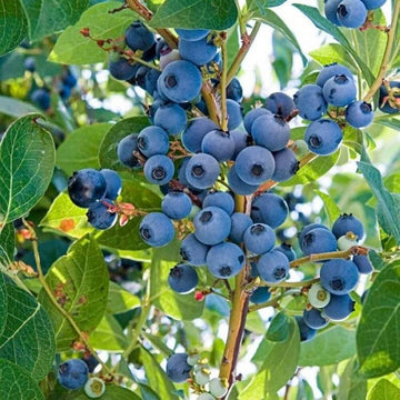 Antioxidant Berry Plants seeds