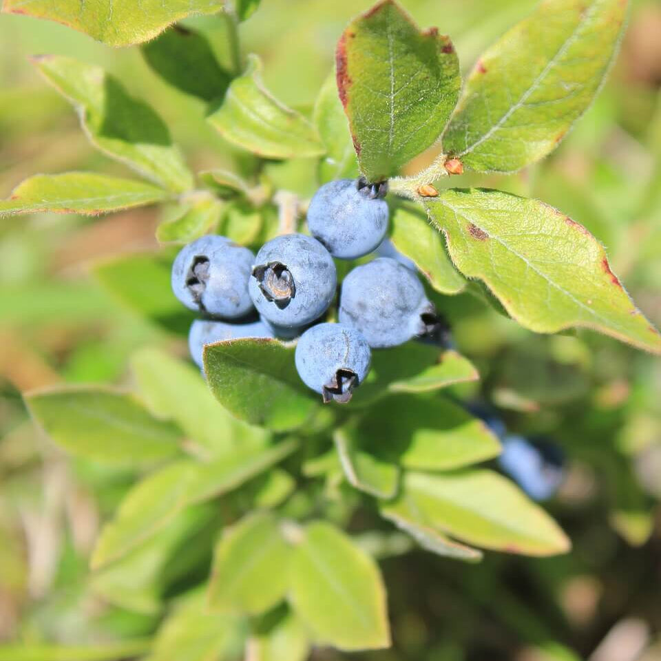 Antioxidant Berry Plants seeds