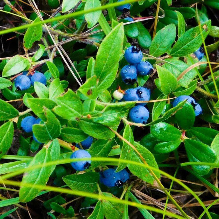 Antioxidant Berry Plants seeds