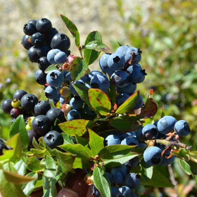 Antioxidant Berry Plants seeds