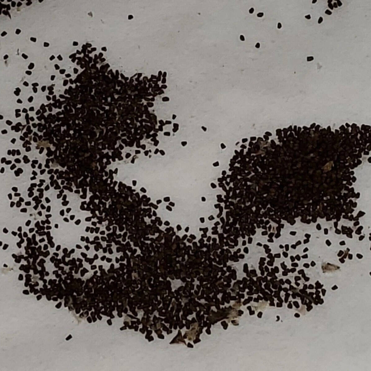 Antique Rose Verbascum Seeds