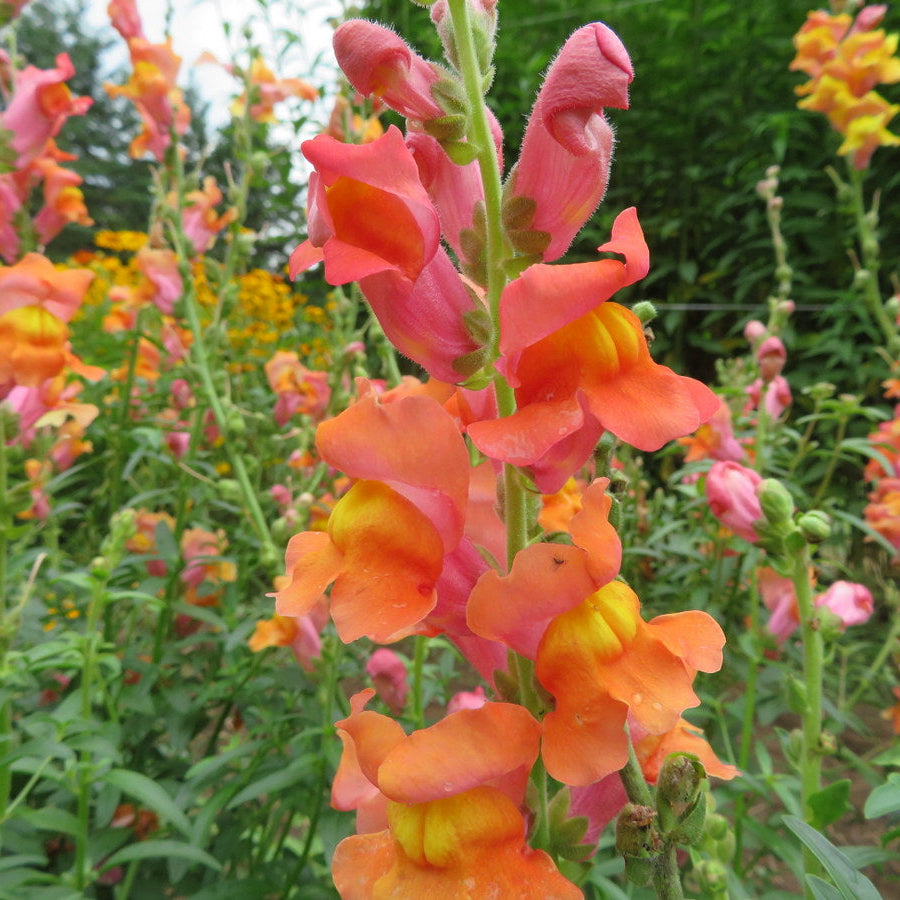 Antirrhinum Majus Snapdragon Seeds 