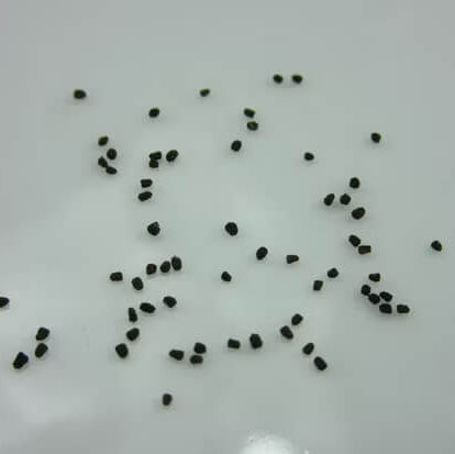 Antirrhinum Majus Snapdragon Seeds 